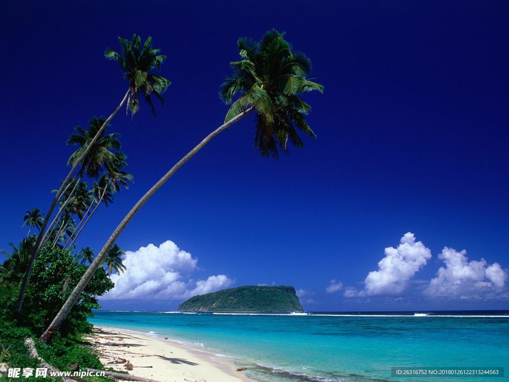 海滩椰子树