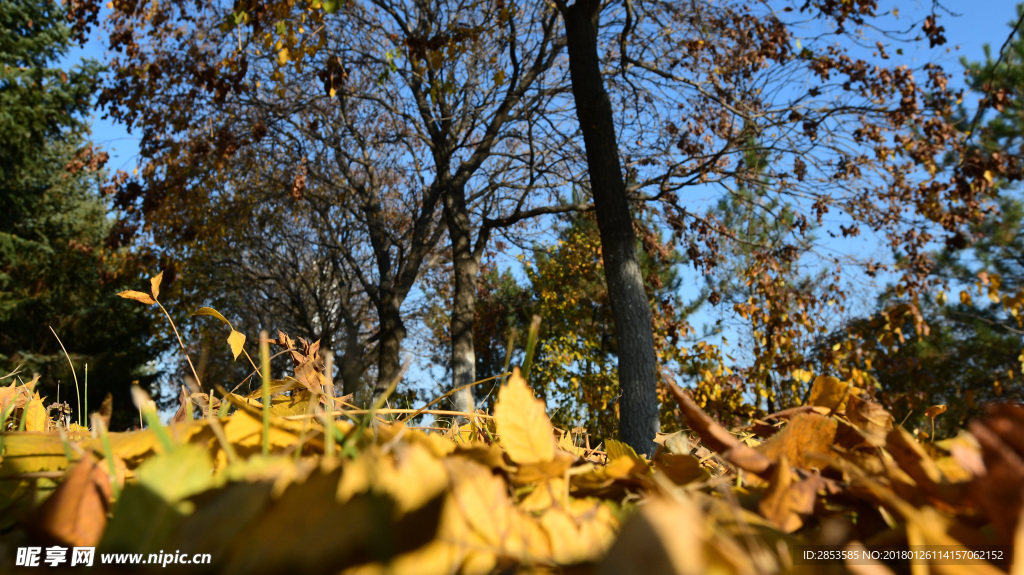 午后飘落的树叶