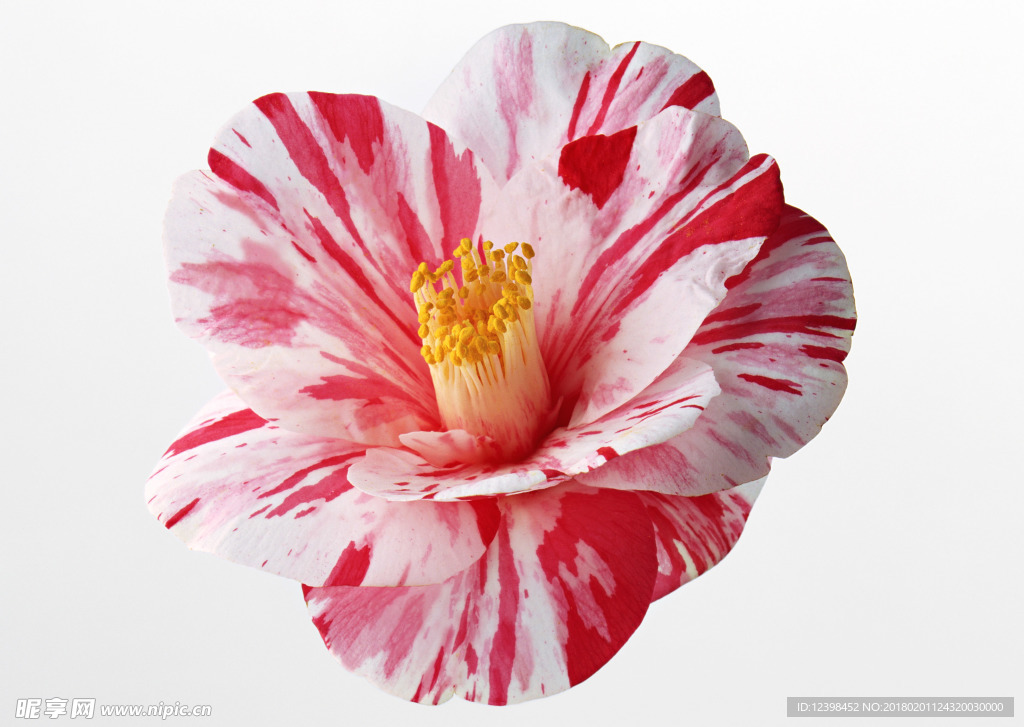 美丽的鲜花 鲜花 花朵 花语