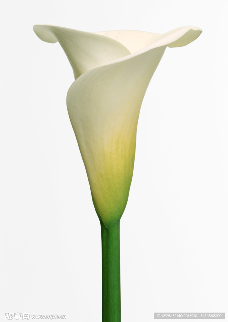 美丽的鲜花 鲜花 花朵 花语