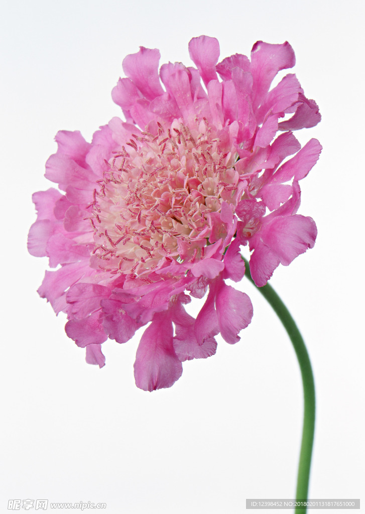 美丽的鲜花 鲜花 花朵 花语