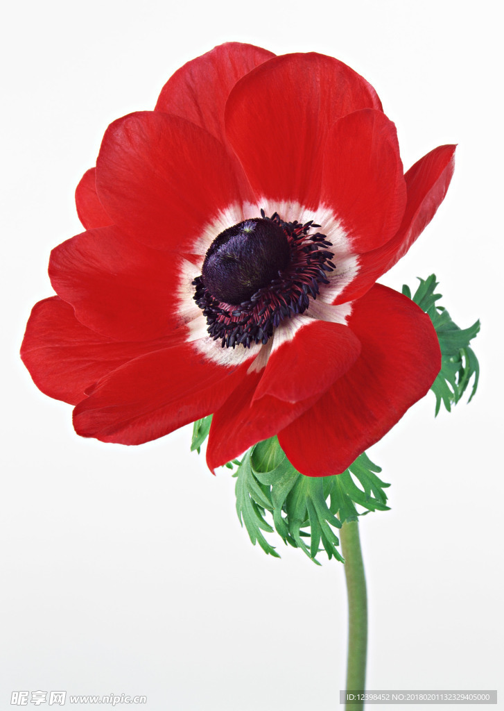 美丽的鲜花 鲜花 花朵 花语