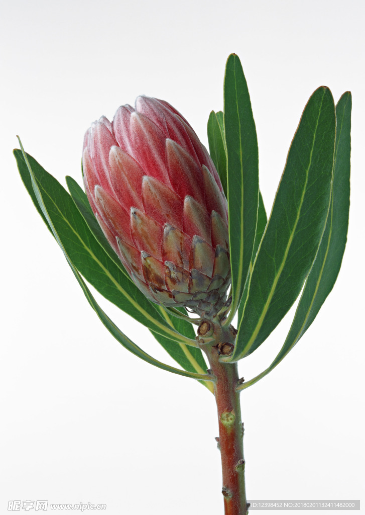 美丽的鲜花 鲜花 花朵 花语