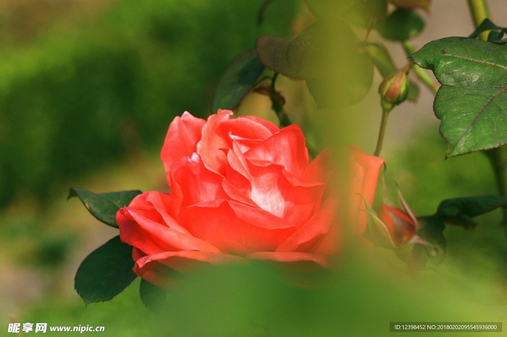 月季花 美丽的鲜花 鲜花 花朵