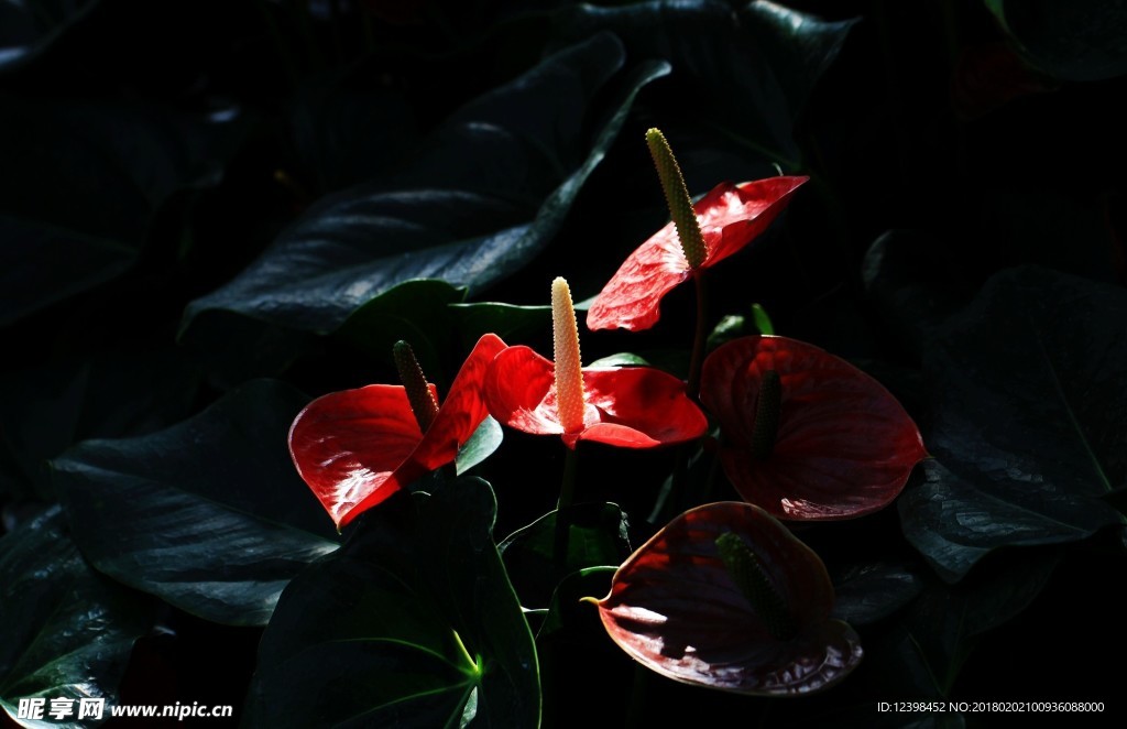 红掌花 美丽的鲜花 鲜花 花朵