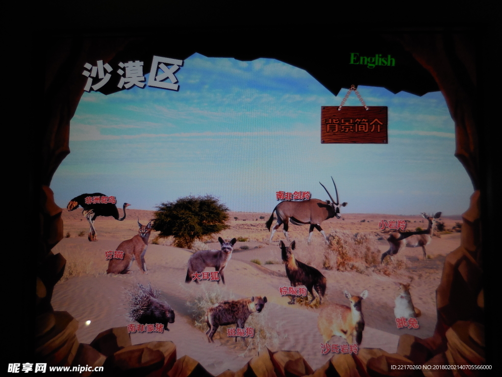 沙漠区动物
