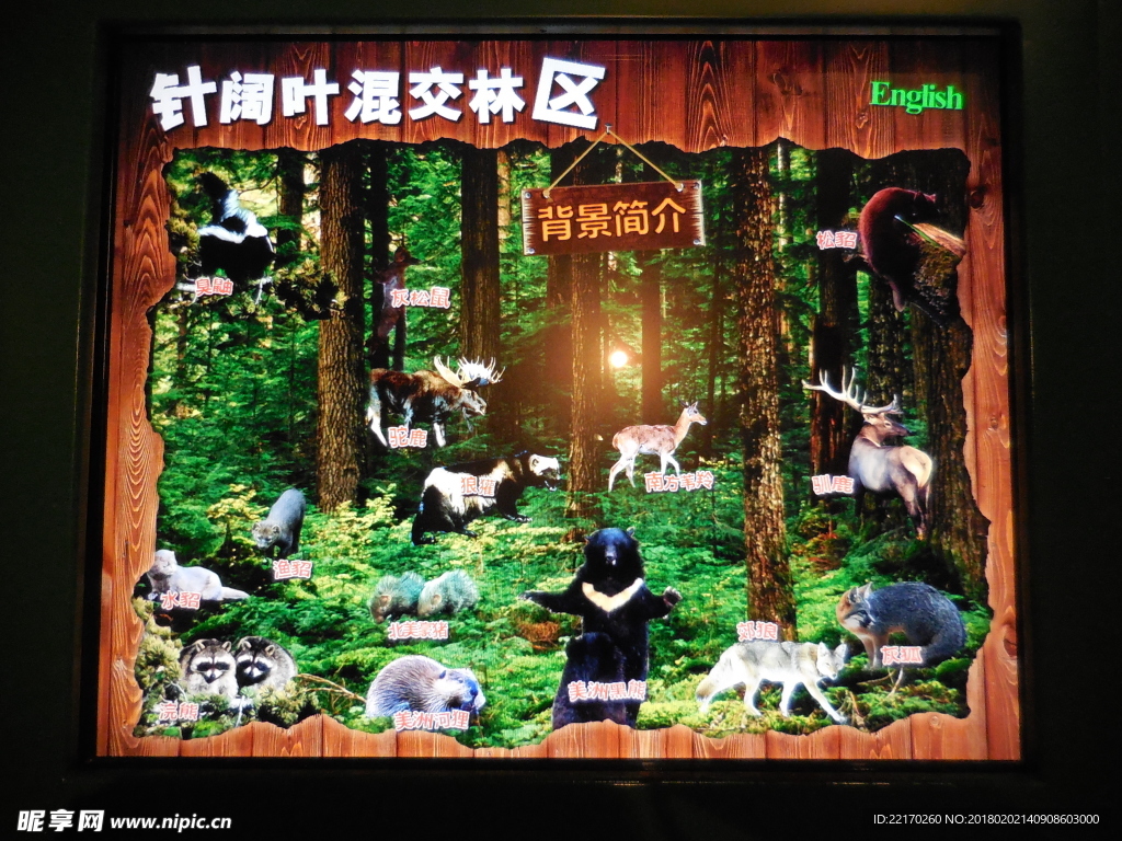 针阔叶混交林区动物