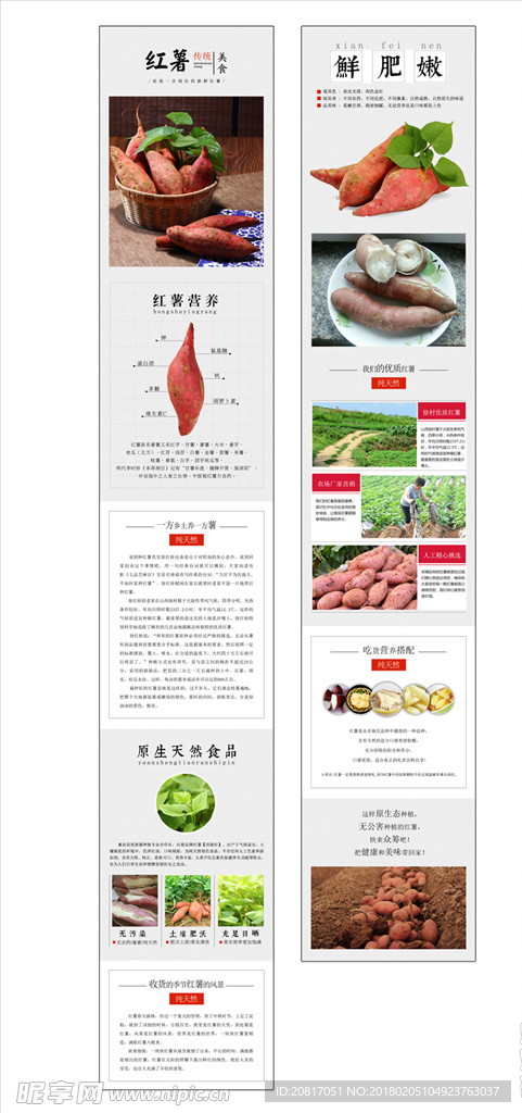 红薯详情页海报