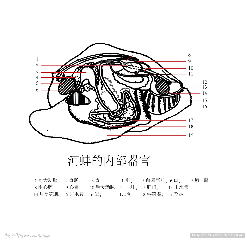 珍珠蚌的内脏器官