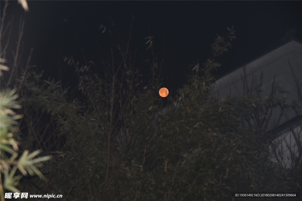 树影间的红月亮