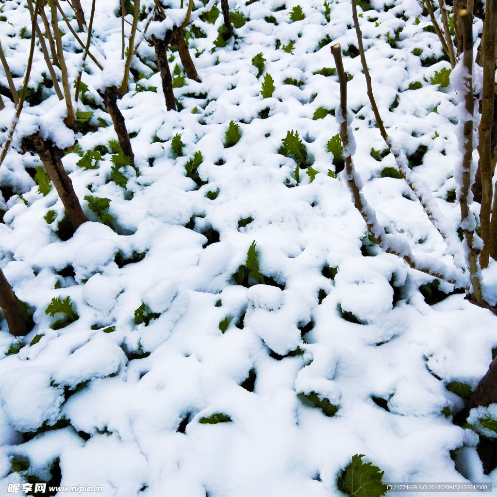 雪中菜地