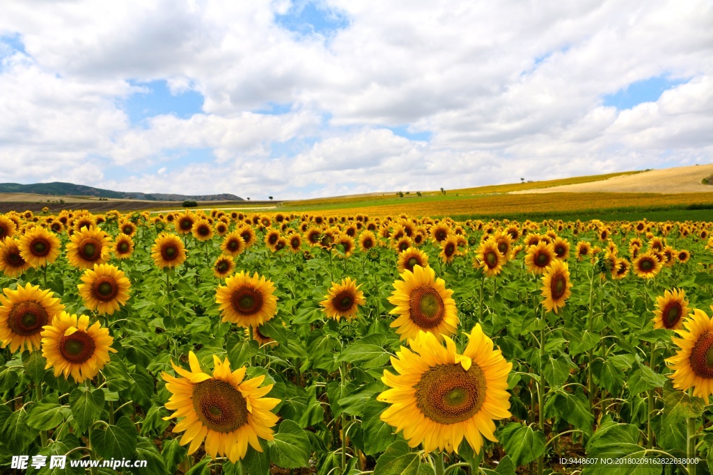 向日葵花海摄影图片
