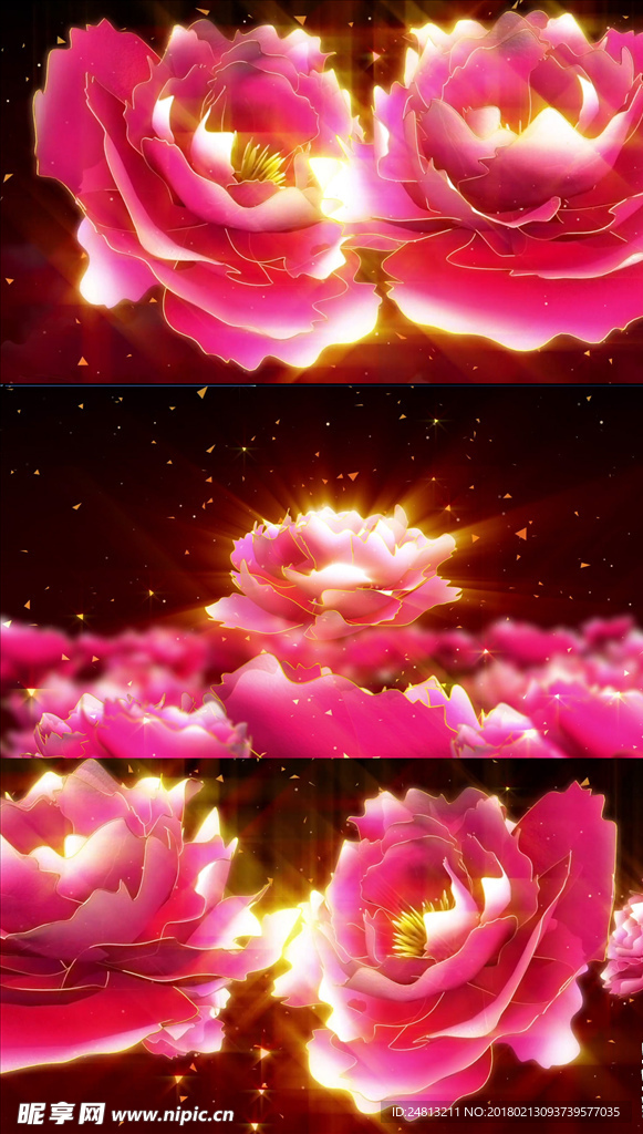 花开 牡丹绽放 素材 喜庆 舞