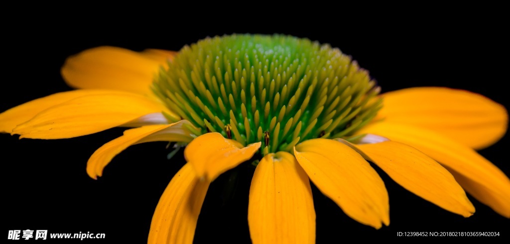 松果菊 菊花 秋菊 美丽的鲜花