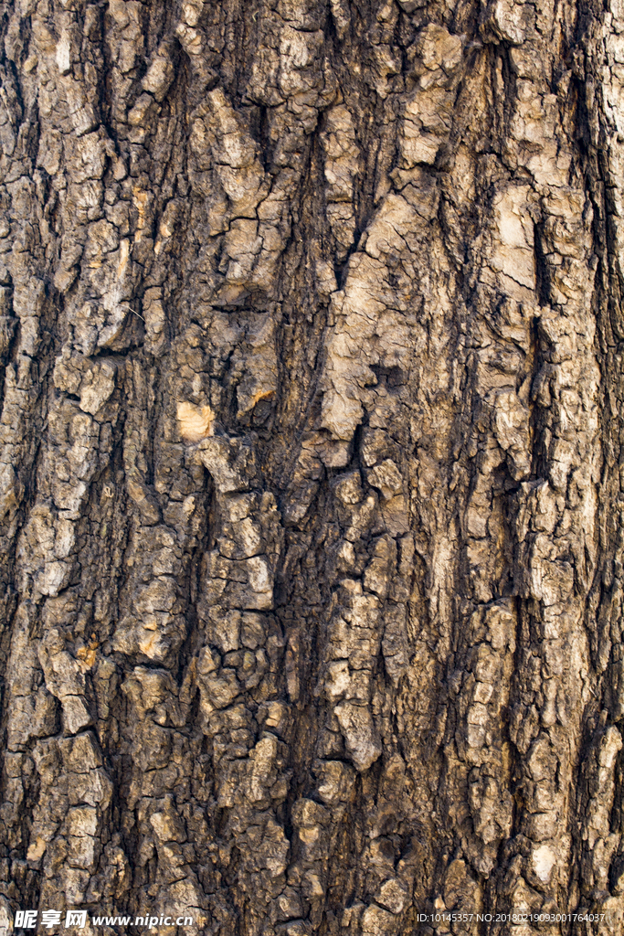 树皮贴图素材