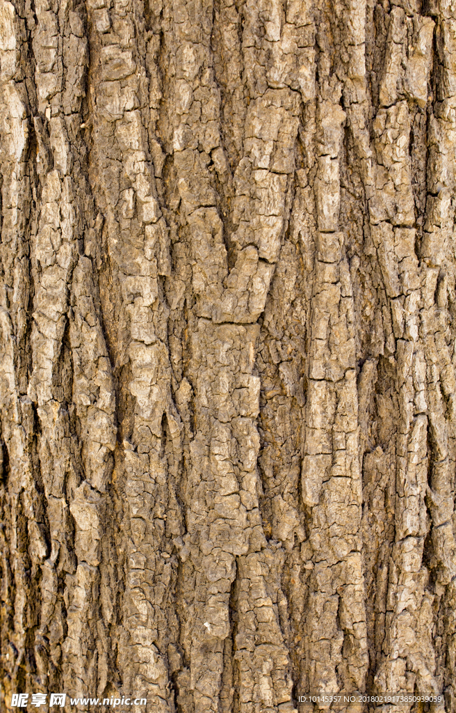 树皮贴图素材