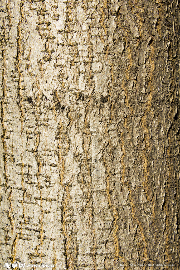 树皮贴图素材