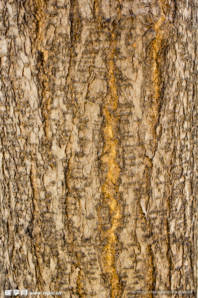 树皮贴图素材