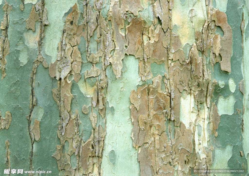 树皮 树木 木纹 材质 贴图