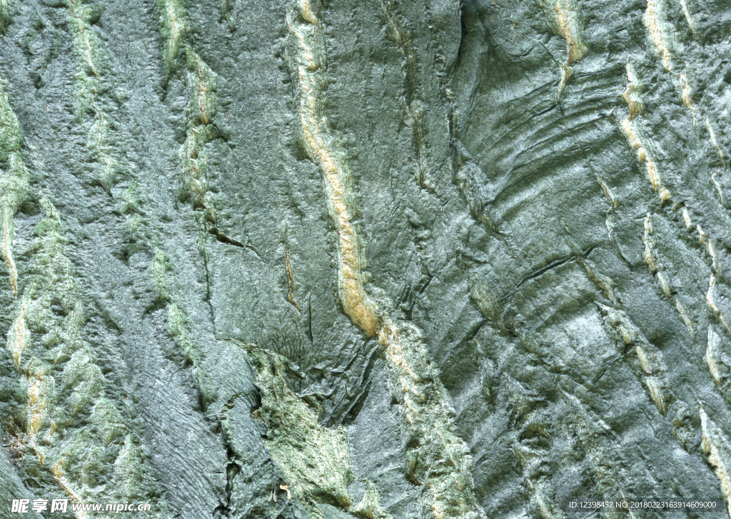 树皮 树木 木纹 材质 贴图