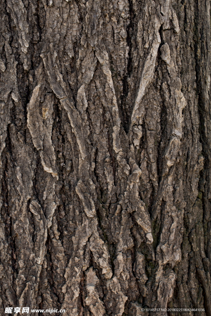 树皮贴图素材