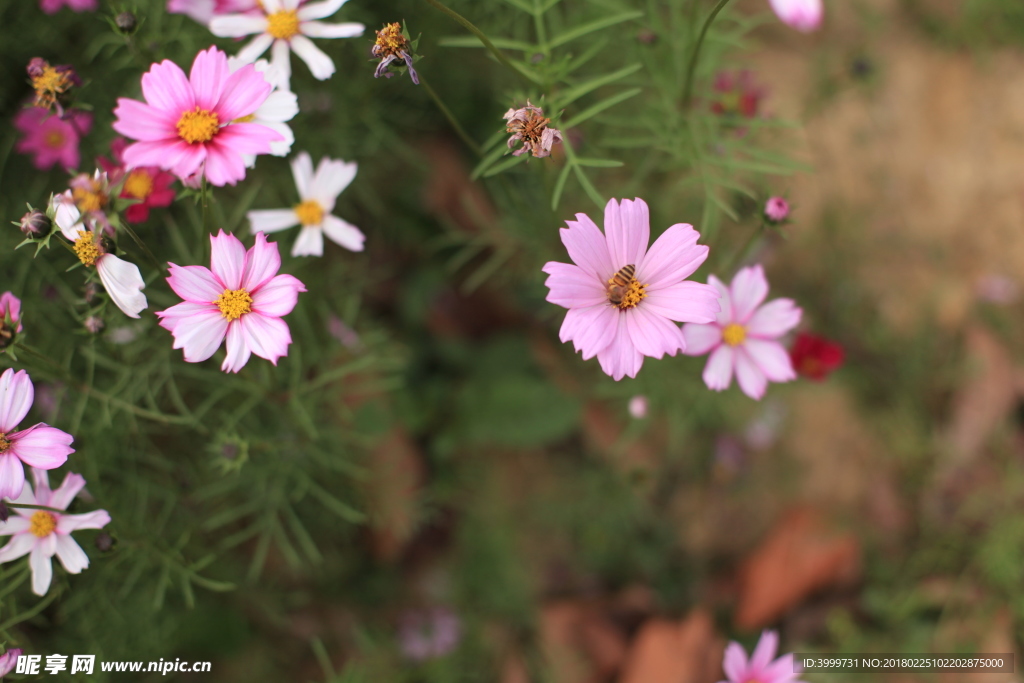 鲜花 摄影 大自然 花朵 花