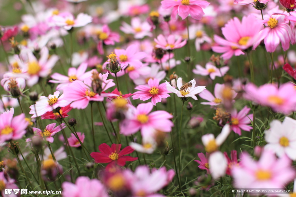 鲜花 摄影 大自然 花朵 花