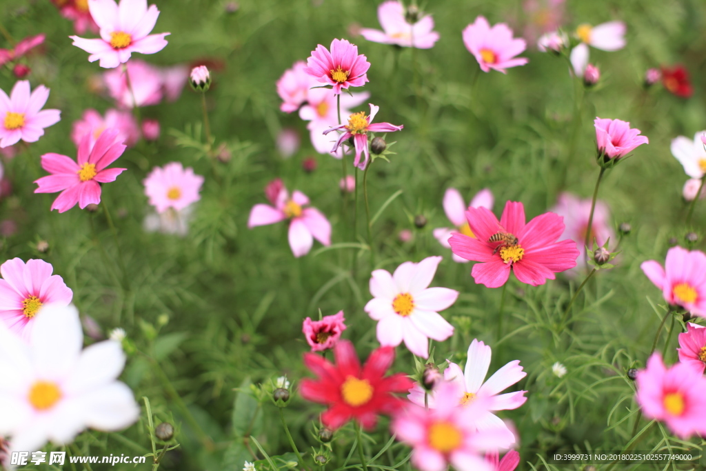 鲜花 摄影 大自然 花朵 花