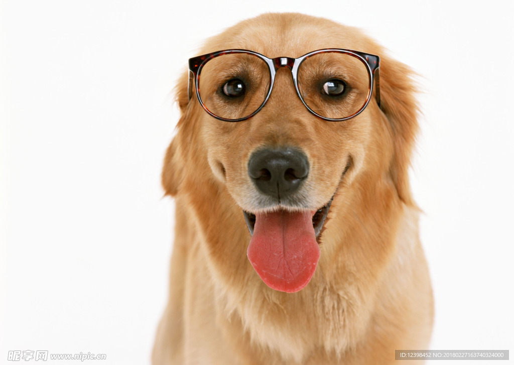 戴眼镜的狗狗