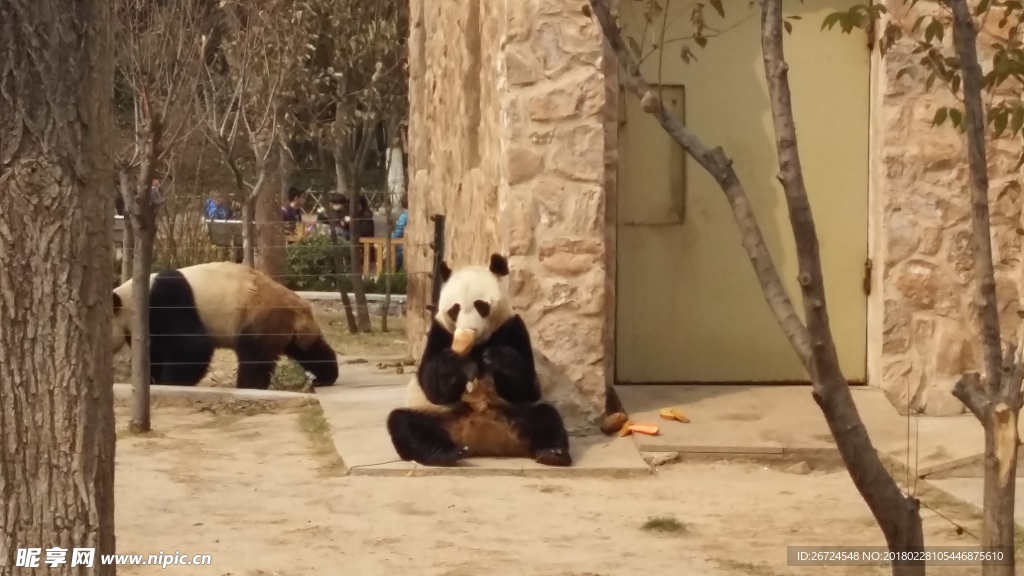 济南动物园憨态可掬的大熊猫