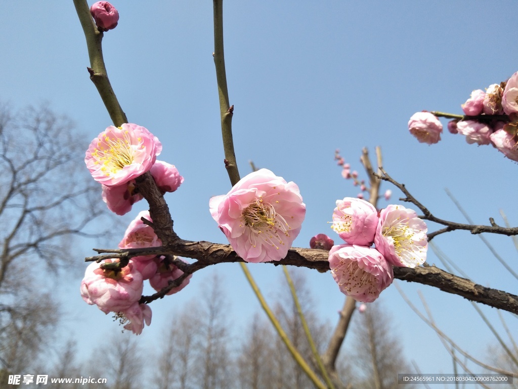 梅花  花朵  花枝  春天
