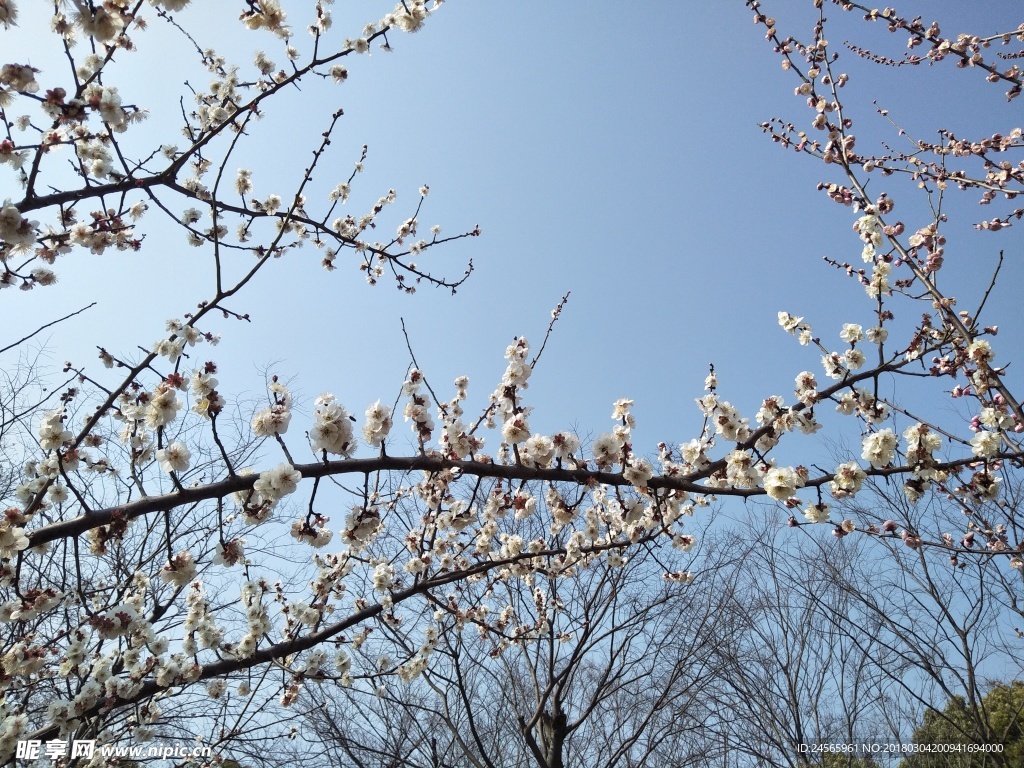 梅花  花朵  花枝  春天