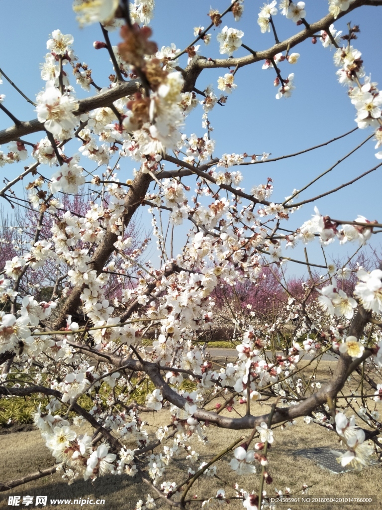 梅花  花朵  花枝  春天