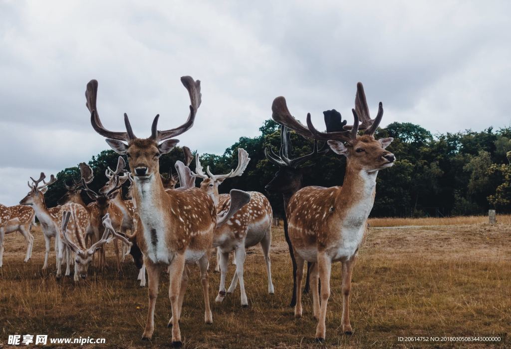 草原上的麋鹿
