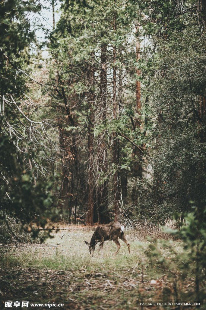 觅食的野鹿