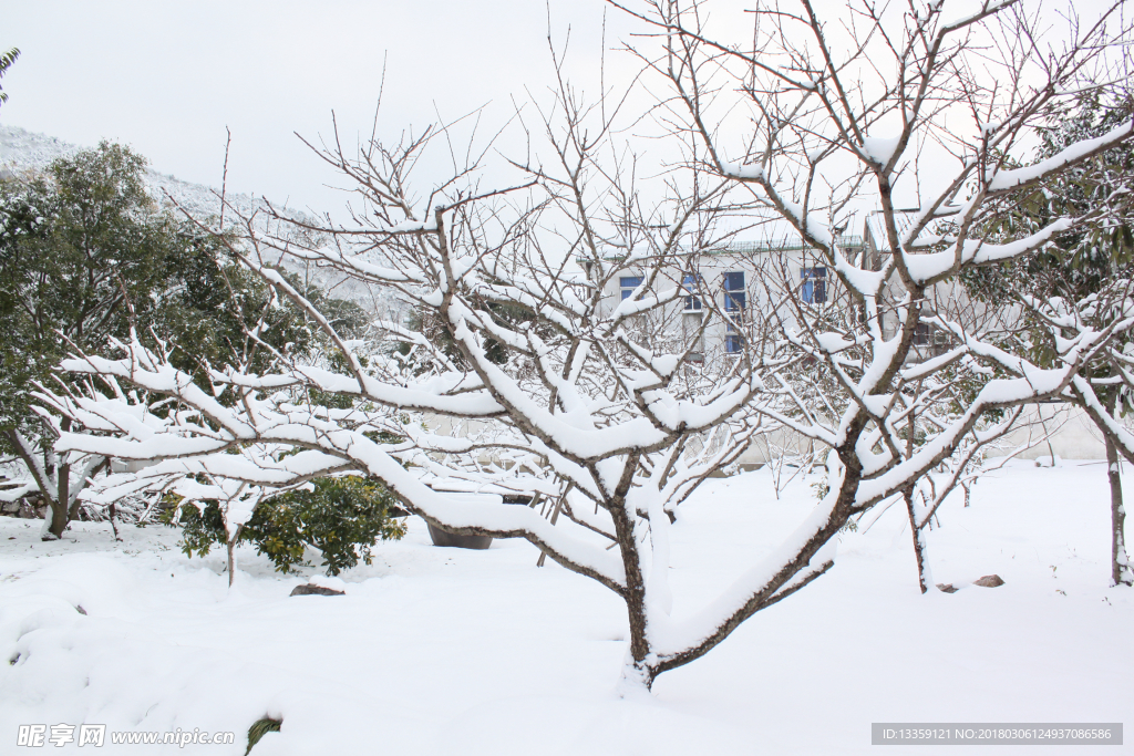 雪中桃树