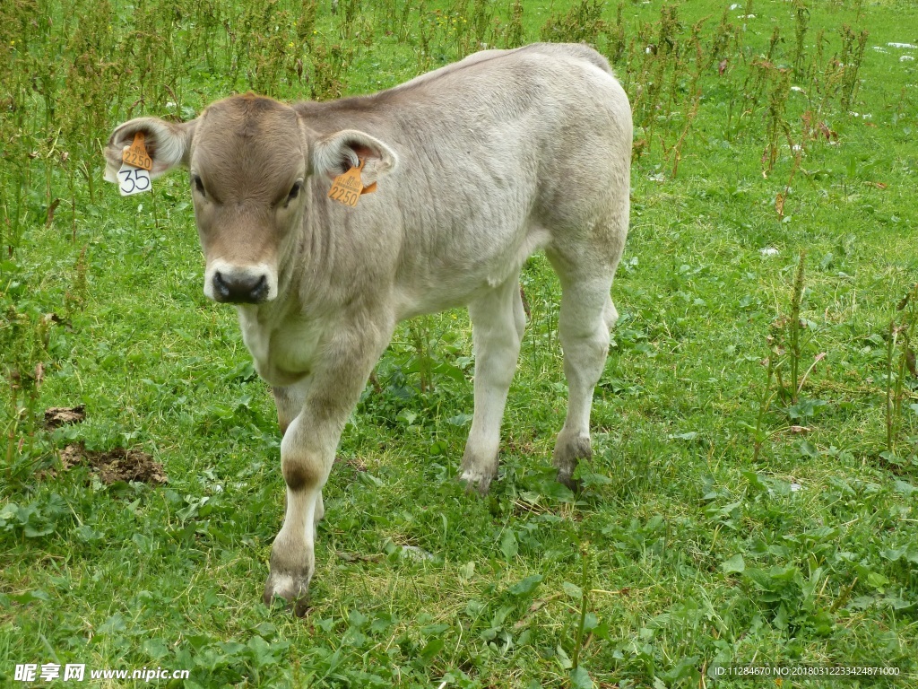 小牛 牛犊