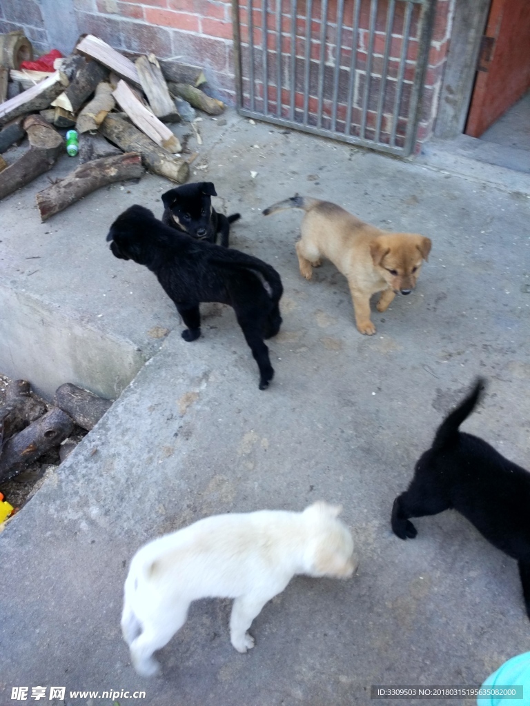 动物  小狗 狗 宠物 狗狗