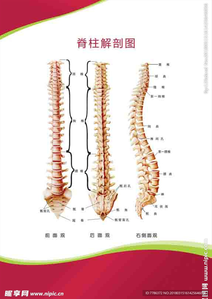 脊柱解剖图