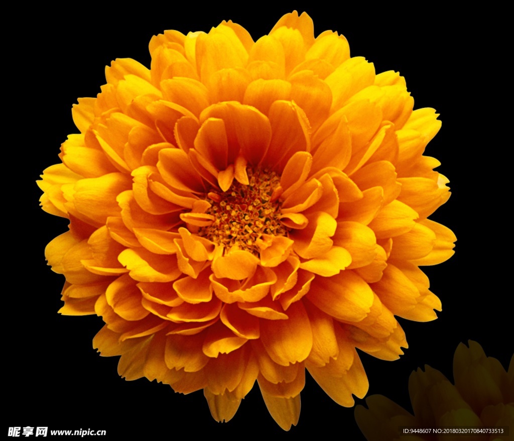 黄色鲜花微距图片