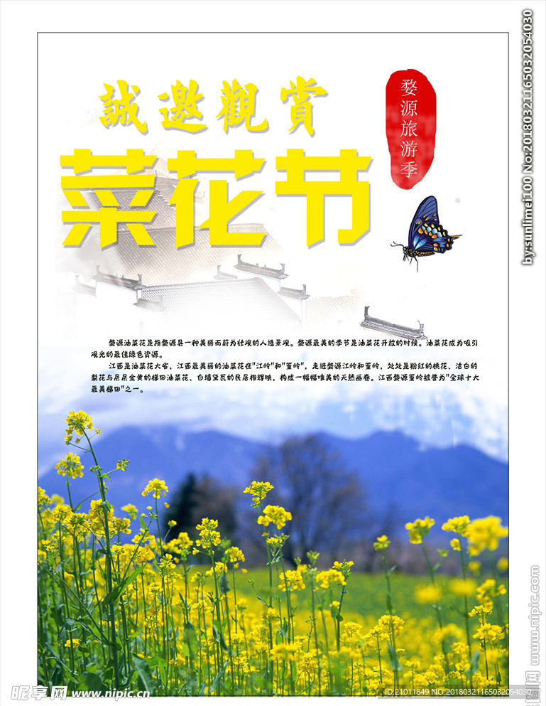 油菜花 油菜花节 醉美油菜花