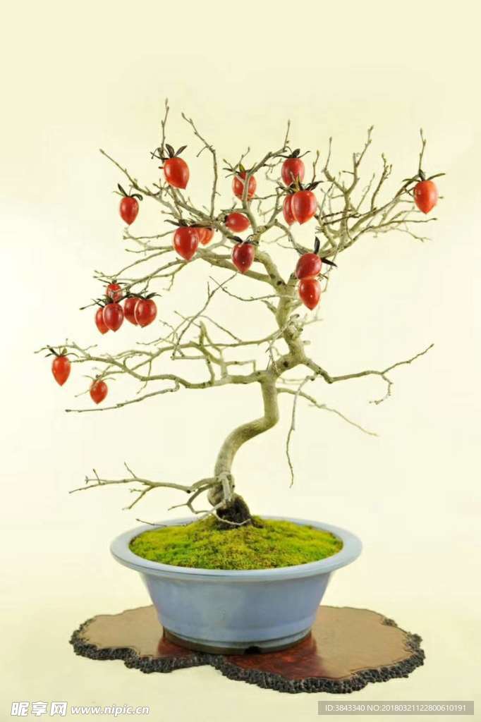 微型盆景　老鸦柿