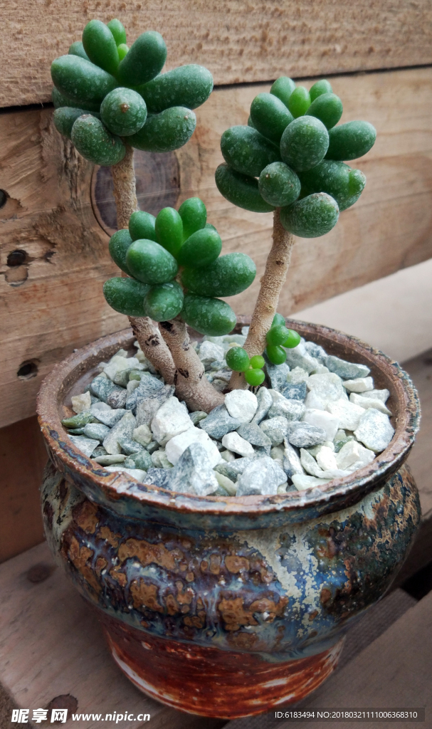 绿龟卵 多肉 多肉植物  盆栽