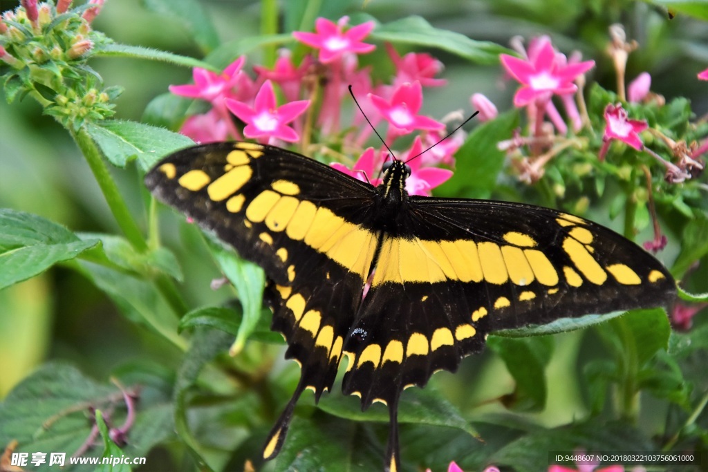 草丛里的美丽蝴蝶图片