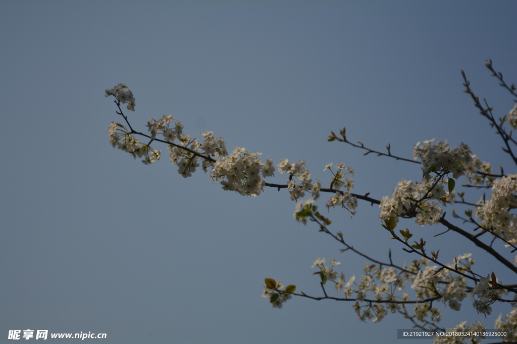 梨花