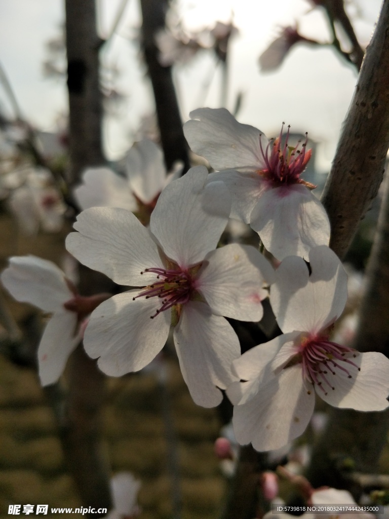 樱花 盛开的樱花 樱花观赏 樱