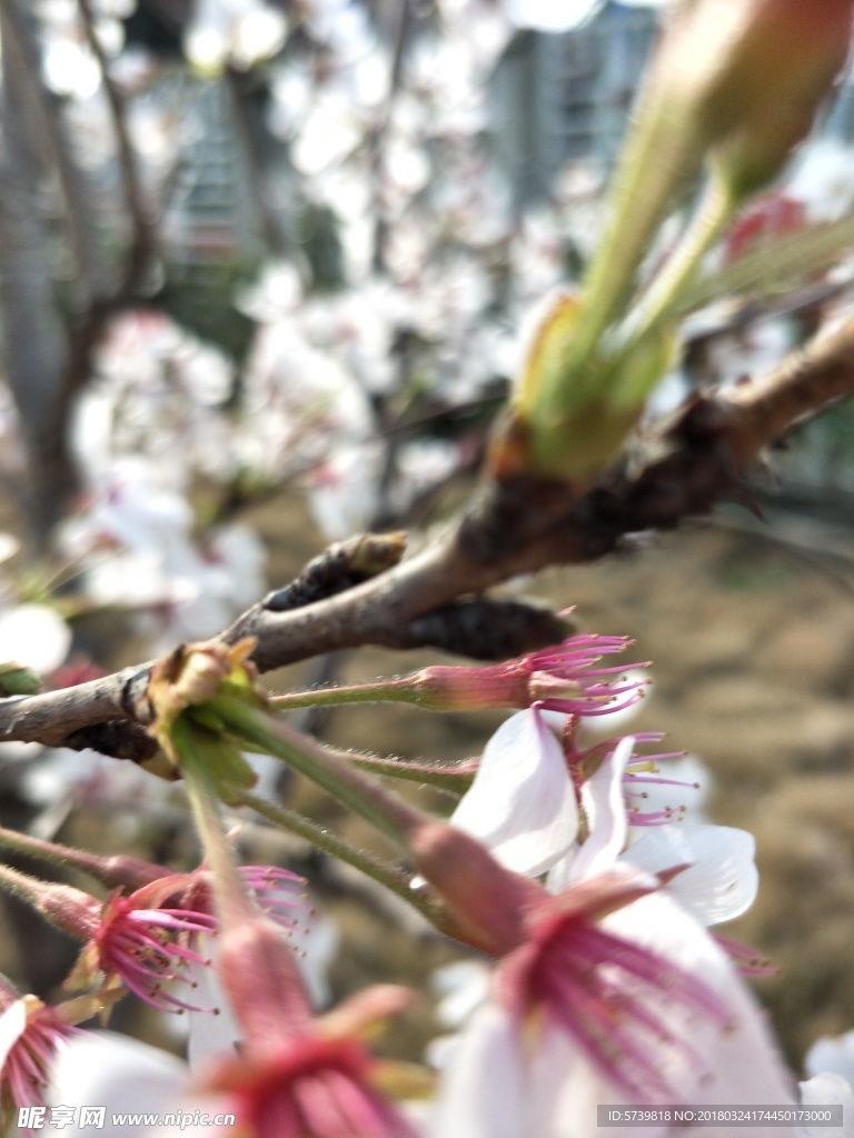 樱花 盛开的樱花 樱花观赏 樱