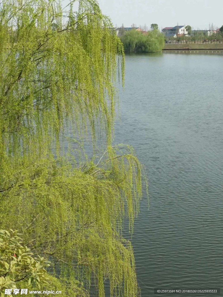 湖边垂柳