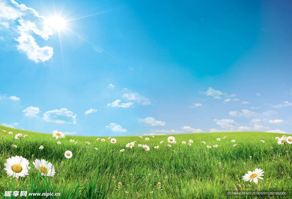 蓝天下 草地 雏菊