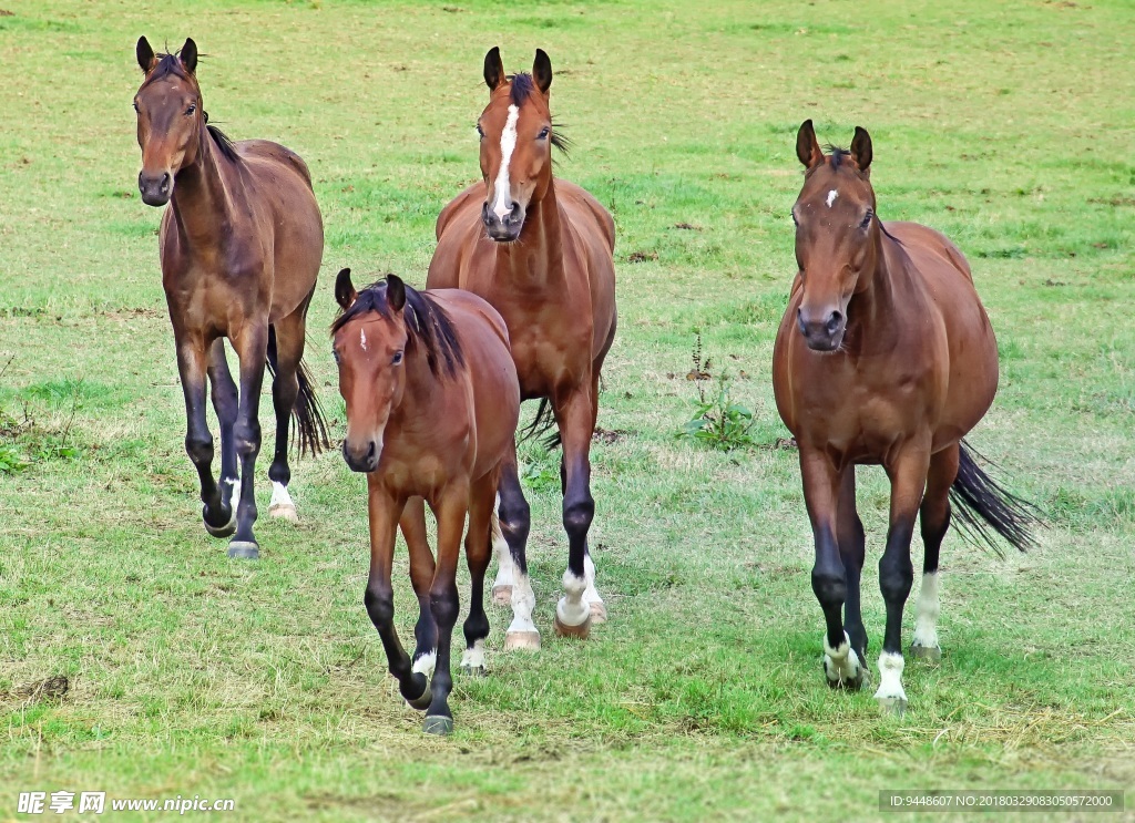 草原上驰骋骏马图片